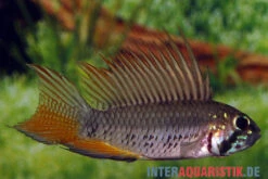 Breitbinden-Zwergbuntbarsch, Apistogramma Megaptera, Paarweise -Zoofachgeschäft Breitbinden Zwergbuntbarsch Apistogramma megaptera 2