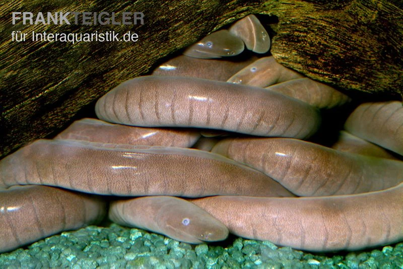 Breitkopf-Schwimmwühle, Typhlonectes natans Breitkopf-Schwimmwühle, Typhlonectes Natans -Zoofachgeschäft Breitkopf Schwimmwuehle Typhlonectes natans 1