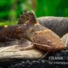 Breitmaul-Hummelwels "Peru", Batrochoglanis Raninus "Peru" 1 Breitmaul-Hummelwels "Peru", Batrochoglanis Raninus "Peru" -Zoofachgeschäft Breitmaul Hummelwels Peru Batrochoglanis raninus Peru 1