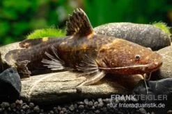 Breitmaul-Hummelwels "Peru", Batrochoglanis Raninus "Peru" -Zoofachgeschäft Breitmaul Hummelwels Peru Batrochoglanis raninus Peru 2