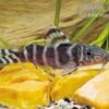 Brichards Fiederbartwels, Synodontis Brichardi -Zoofachgeschäft Brichards Fiederbartwels Synodontis brichardi neu