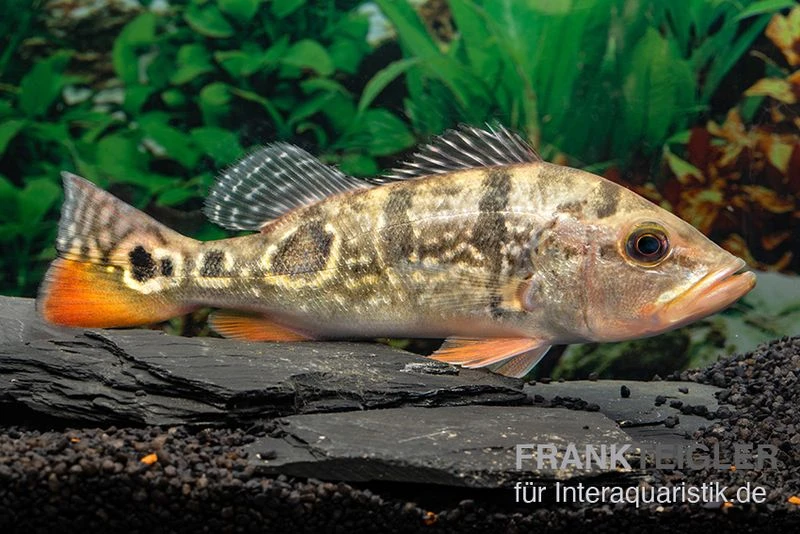 Brokopondo Peacock Bass, Cichla cf. ocellaris ‘brokopondo’ Brokopondo Peacock Bass, Cichla Cf. Ocellaris ‘brokopondo’ -Zoofachgeschäft Brokopondo Peacock Bass Cichla cf ocellaris brokopondo 1