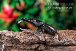 Bucephalus-Hirschkäfer, Dorcus Bucephalus -Zoofachgeschäft Bucephalus Hirschkaefer Dorcus bucephalus 4