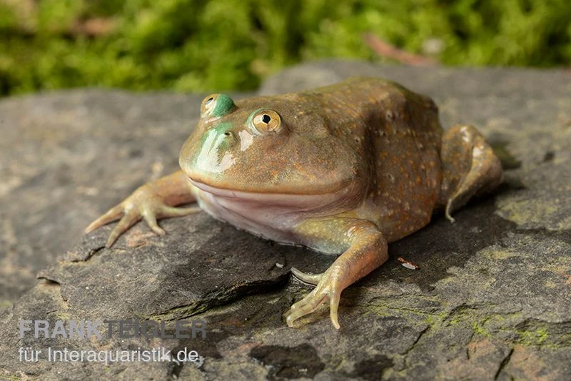 Budgett`s-Frosch, Lepidobatrachus laevis Budgett`s-Frosch, Lepidobatrachus Laevis -Zoofachgeschäft Budgetts Frosch Lepidobatrachus laevis 2