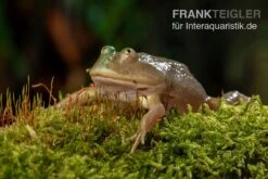 Budgett`s-Frosch, Lepidobatrachus Laevis 4 Budgett`s-Frosch, Lepidobatrachus Laevis -Zoofachgeschäft Budgetts Frosch Lepidobatrachus laevis 3