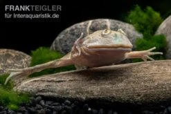 Budgett`s-Frosch, Lepidobatrachus Laevis 6 Budgett`s-Frosch, Lepidobatrachus Laevis -Zoofachgeschäft Budgetts Frosch Lepidobatrachus laevis 5