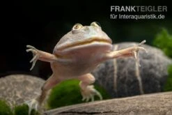 Budgett`s-Frosch, Lepidobatrachus Laevis 7 Budgett`s-Frosch, Lepidobatrachus Laevis -Zoofachgeschäft Budgetts Frosch Lepidobatrachus laevis 6