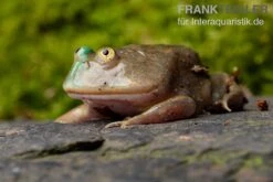 Budgett`s-Frosch, Lepidobatrachus Laevis 8 Budgett`s-Frosch, Lepidobatrachus Laevis -Zoofachgeschäft Budgetts Frosch Lepidobatrachus laevis 7