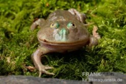 Budgett`s-Frosch, Lepidobatrachus Laevis 9 Budgett`s-Frosch, Lepidobatrachus Laevis -Zoofachgeschäft Budgetts Frosch Lepidobatrachus laevis 8