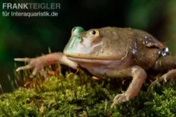 Budgett`s-Frosch, Lepidobatrachus Laevis 10 Budgett`s-Frosch, Lepidobatrachus Laevis -Zoofachgeschäft Budgetts Frosch Lepidobatrachus laevis 9
