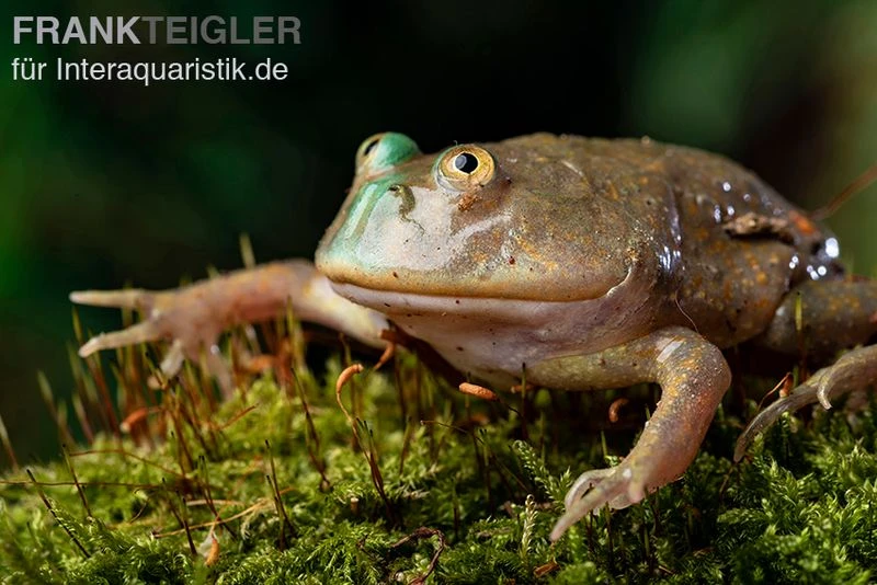 Budgett`s-Frosch, Lepidobatrachus laevis Budgett`s-Frosch, Lepidobatrachus Laevis -Zoofachgeschäft Budgetts Frosch Lepidobatrachus laevis 9