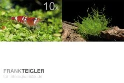 Bundle Scaper Truppe: 10 X Crystal Red Garnele + Mangrovenwurzel Mit Moos