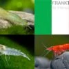 Bundle: Zwerggarnelen-Set "Italien", 5 X Grüne + 5 X White Pearl + 5 X Sakura Red Garnelen -Zoofachgeschäft Bundle Zwerggarnelen Set Italien 5 x Gruene 5 x White Pearl 5 x Sakura Red Garnelen