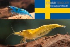 Bundle: Zwerggarnelen-Set "Schweden", 10 X Blue Dream + 10 X Yellow Fire Garnelen