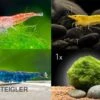 Bundle Bunte Truppe: 10 X Neocaridina Im Farbmix + Javamoos -Zoofachgeschäft Bunte Truppe 10 x Neocaridina im Farbmix Mooskugel