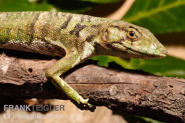 Buntleguan, Polychrus marmoratus Buntleguan, Polychrus Marmoratus -Zoofachgeschäft Buntleguan Polychrus marmoratus 1