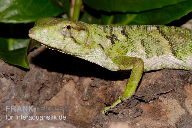 Buntleguan, Polychrus marmoratus Buntleguan, Polychrus Marmoratus -Zoofachgeschäft Buntleguan Polychrus marmoratus 2