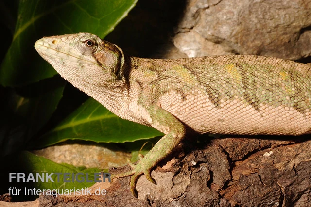 Buntleguan, Polychrus marmoratus Buntleguan, Polychrus Marmoratus -Zoofachgeschäft Buntleguan Polychrus marmoratus 3