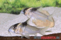 Burgessi-Panzerwels, Corydoras Cf. Burgessi CW 98 3 Burgessi-Panzerwels, Corydoras Cf. Burgessi CW 98 -Zoofachgeschäft Burgessi Panzerwels Corydoras cf burgessi CW 98 2