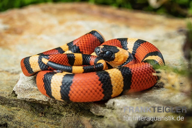 Campbell Dreiecksnatter "Apricot", Lampropeltis tringulum campbelli Campbell Dreiecksnatter "Apricot", Lampropeltis Tringulum Campbelli -Zoofachgeschäft Campbells Dreiecksnatter Apricot Lampropeltis tringulum campbelli 2
