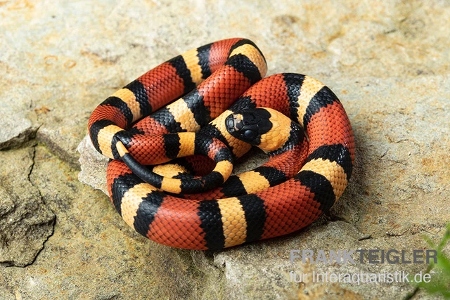 Campbell Dreiecksnatter "Apricot", Lampropeltis tringulum campbelli Campbell Dreiecksnatter "Apricot", Lampropeltis Tringulum Campbelli -Zoofachgeschäft Campbells Dreiecksnatter Apricot Lampropeltis tringulum campbelli 3