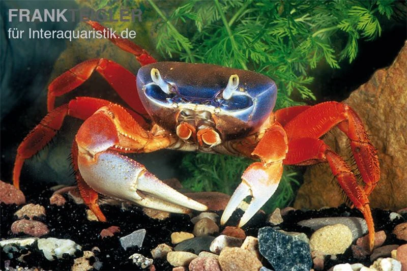 Harlekinkrabbe, Cardisoma armatum Harlekinkrabbe, Cardisoma Armatum -Zoofachgeschäft Cardisoma armatum Landkrabbe