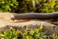 Caudulanus-Tausendfüßer, Spirobolus Caudulanus -Zoofachgeschäft Caudulanus Tausendfuesser Spirobolus caudulanus 4