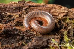 Caudulanus-Tausendfüßer, Spirobolus Caudulanus -Zoofachgeschäft Caudulanus Tausendfuesser Spirobolus caudulanus 5