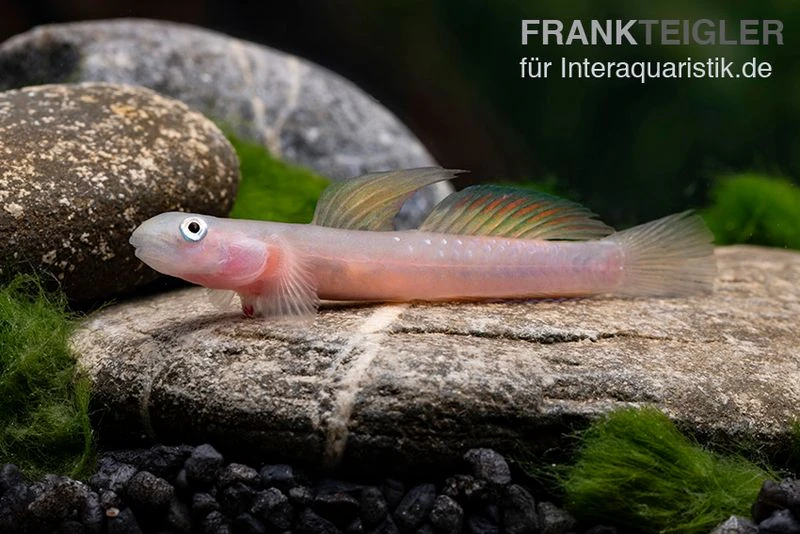 Cebu-Grundel, Sicyopus cebuensis, 1 Paar Cebu-Grundel, Sicyopus Cebuensis, 1 Paar -Zoofachgeschäft Cebu Grundel Sicyopus cebuensis 1