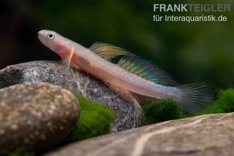 Cebu-Grundel, Sicyopus cebuensis, 1 Paar Cebu-Grundel, Sicyopus Cebuensis, 1 Paar -Zoofachgeschäft Cebu Grundel Sicyopus cebuensis 2