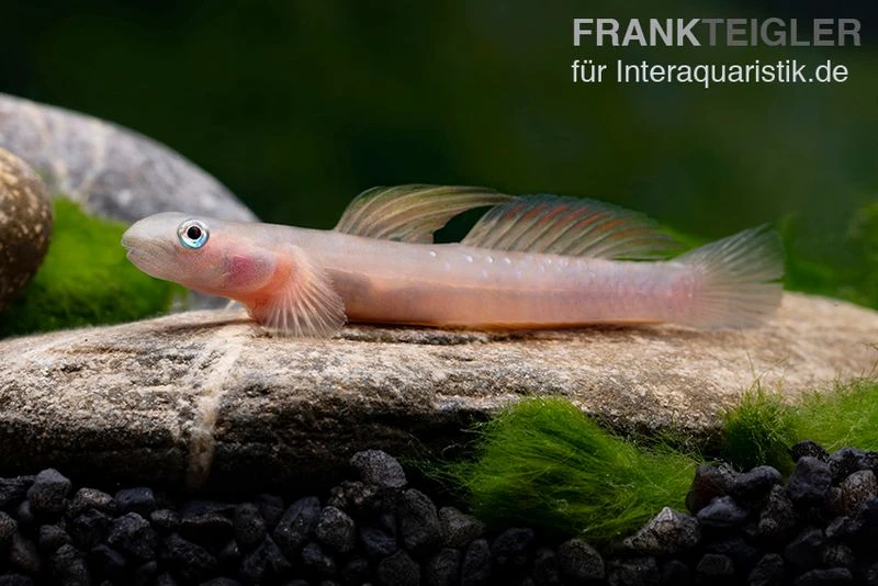 Cebu-Grundel, Sicyopus cebuensis, 1 Paar Cebu-Grundel, Sicyopus Cebuensis, 1 Paar -Zoofachgeschäft Cebu Grundel Sicyopus cebuensis 3