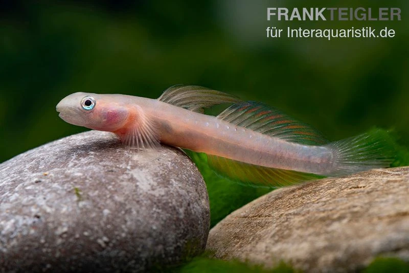 Cebu-Grundel, Sicyopus cebuensis, 1 Paar Cebu-Grundel, Sicyopus Cebuensis, 1 Paar -Zoofachgeschäft Cebu Grundel Sicyopus cebuensis 4