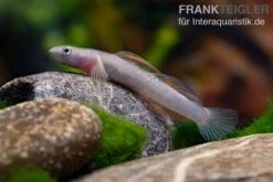 Cebu-Grundel, Sicyopus Cebuensis, 1 Paar 6 Cebu-Grundel, Sicyopus Cebuensis, 1 Paar -Zoofachgeschäft Cebu Grundel Sicyopus cebuensis 5