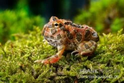 Butterfly Ornated-Pacman-Frog, Ceratophrys Ornata Butterfly Ornated -Zoofachgeschäft Ceratophrys cranwelli Butterfly Ornated 12