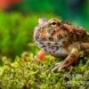 Butterfly Ornated-Pacman-Frog, Ceratophrys Ornata Butterfly Ornated 1 Butterfly Ornated-Pacman-Frog, Ceratophrys Ornata Butterfly Ornated -Zoofachgeschäft Ceratophrys cranwelli Butterfly Ornated 3
