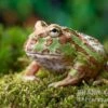 Camouflage-Pacman-Frog, Ceratophrys Cranwelli Camouflage 2 Camouflage-Pacman-Frog, Ceratophrys Cranwelli Camouflage -Zoofachgeschäft Ceratophrys cranwelli Camouflage 1