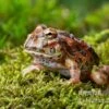 High Red Ornated-Pacman-Frog, Ceratophrys Cranwelli High Red Ornated -Zoofachgeschäft Ceratophrys cranwelli High Red Ornated 4