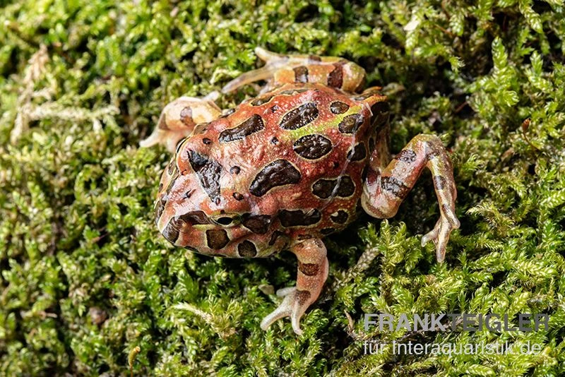 High Red Ornated-Pacman-Frog, Ceratophrys cranwelli High Red ornated High Red Ornated-Pacman-Frog, Ceratophrys Cranwelli High Red Ornated -Zoofachgeschäft Ceratophrys cranwelli High Red Ornated