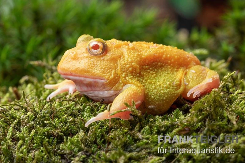 Super Pikachu-Pacman-Frog, Ceratophrys cranwelli Super Pikachu Super Pikachu-Pacman-Frog, Ceratophrys Cranwelli Super Pikachu -Zoofachgeschäft Ceratophrys cranwelli Super Pikachu 1
