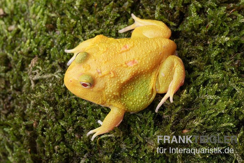 Super Pikachu-Pacman-Frog, Ceratophrys cranwelli Super Pikachu Super Pikachu-Pacman-Frog, Ceratophrys Cranwelli Super Pikachu -Zoofachgeschäft Ceratophrys cranwelli Super Pikachu