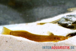 Cerinum-Wels, Amblyceps Cerinum -Zoofachgeschäft Cerinum Wels Amblyceps cerinum 1