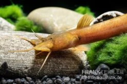 Cerinum-Wels, Amblyceps Cerinum -Zoofachgeschäft Cerinum Wels Amblyceps cerinum 1 1