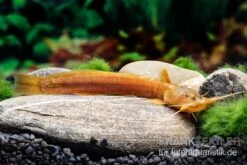 Cerinum-Wels, Amblyceps Cerinum -Zoofachgeschäft Cerinum Wels Amblyceps cerinum 3