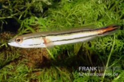 Goldlinienschlangenkopffisch, Channa Micropeltes -Zoofachgeschäft Channa micropeltes Goldlinienschlangenkopf