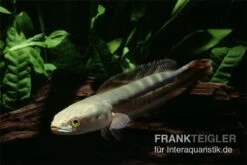 Goldlinienschlangenkopffisch, Channa Micropeltes -Zoofachgeschäft Channa micropeltes Goldlinienschlangenkopf 3