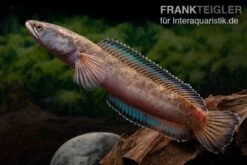 True Blue Schlangenkopf, Channa Sp. „True Blue Snakehead“ 6 True Blue Schlangenkopf, Channa Sp. „True Blue Snakehead“ -Zoofachgeschäft Channa spec 2 True Blue 15