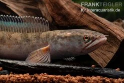 True Blue Schlangenkopf, Channa Sp. „True Blue Snakehead“ 5 True Blue Schlangenkopf, Channa Sp. „True Blue Snakehead“ -Zoofachgeschäft Channa spec 2 True Blue 8