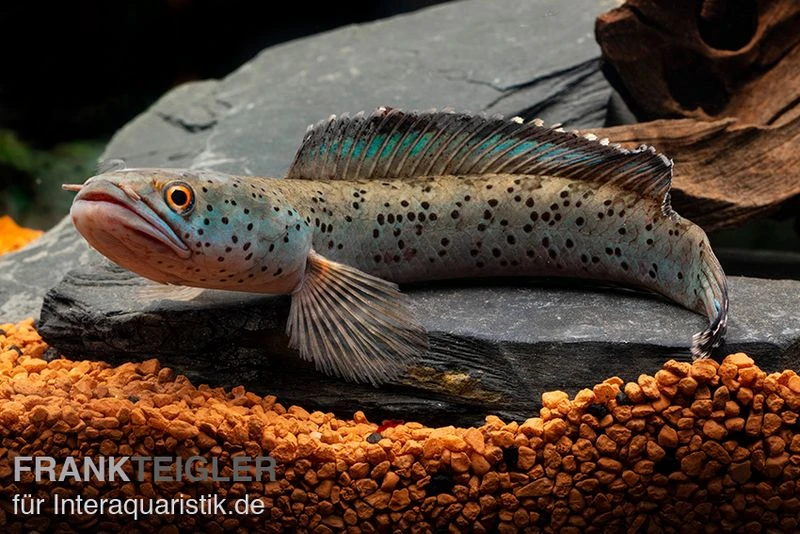 True Blue Schlangenkopf, Channa sp. „True Blue Snakehead“ True Blue Schlangenkopf, Channa Sp. „True Blue Snakehead“ -Zoofachgeschäft Channa spec True Blue 18