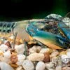 Cherax "Blue Lightning Striped", Cherax Misolicus -Zoofachgeschäft Cherax Blue Lightning Striped Cherax misolicus 2