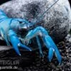 Blauer Yabby, Cherax Destructor "Blue Pearl" -Zoofachgeschäft Cherax destructor Blue Pearl 3